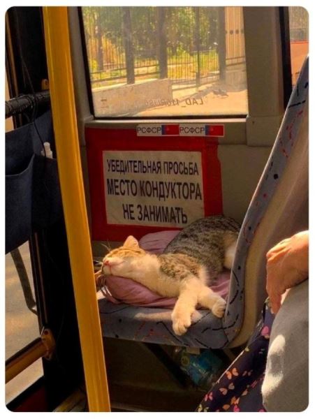 Юмор в прикольных картинках: «Когда ешь картошку прямо из духовки…» (32 фото)