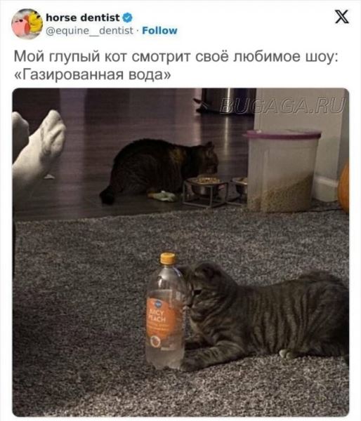 Прикольные КОТОмемы (16 фото)