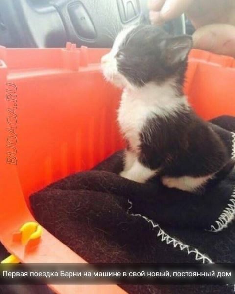 Прикольные картинки и мемы для любителей кошек (15 шт)