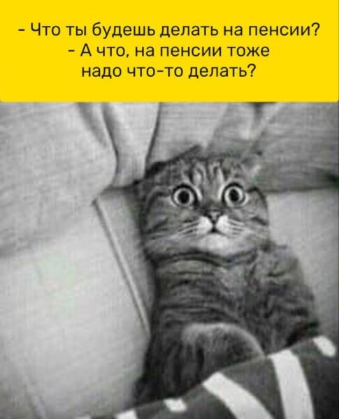 КотоМЕМЫ для хорошего настроения: «Слюни — это слёзы рта…» (22 шт)