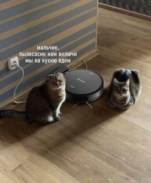 КотоМЕМЫ для хорошего настроения: «Слюни — это слёзы рта…» (22 шт)