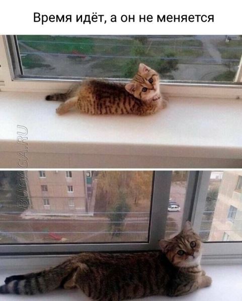 Прикольные картинки и мемы для любителей кошек (15 шт)