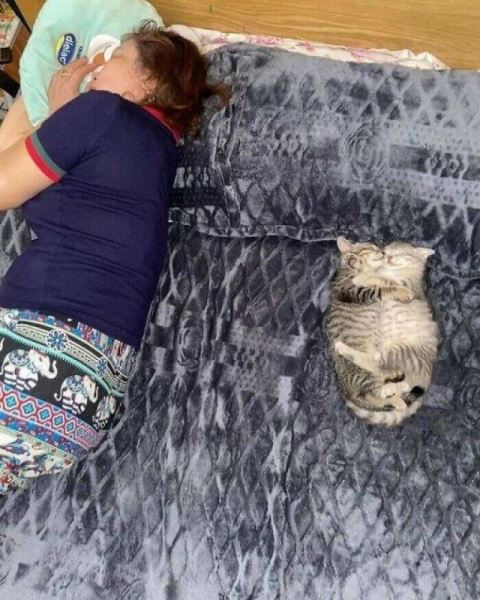 Прикольные картинки и мемы для любителей кошек (15 шт)