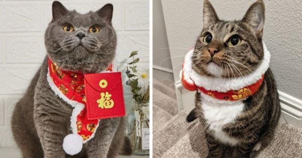 Онлайн-шопинг, который пошёл не по плану (13 фото)