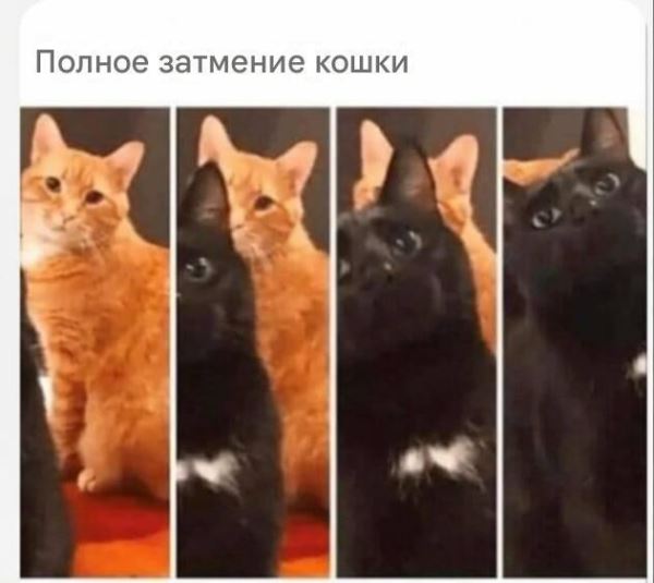 Прикольные картинки и мемы с кошками (42 шт)