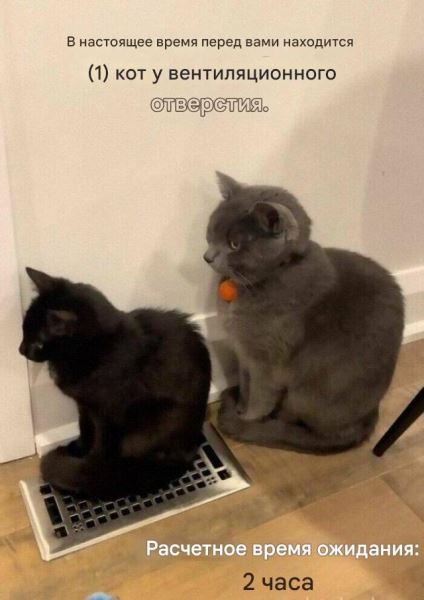 Прикольные КОТОмемы (16 фото)