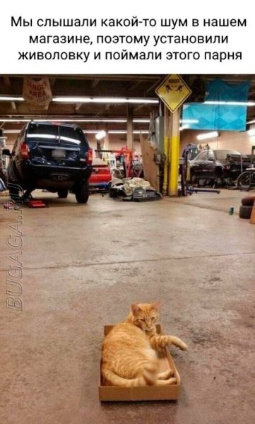 Прикольные картинки и мемы для любителей кошек (15 шт)