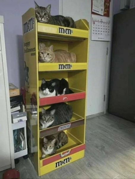 Прикольные картинки и мемы с кошками (42 шт)