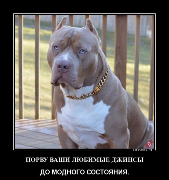 Демотиваторы для всех: «Идеальный кондуктор…» (16 фото)