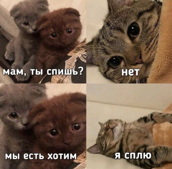 КотоМЕМЫ для хорошего настроения: «Слюни — это слёзы рта…» (22 шт)