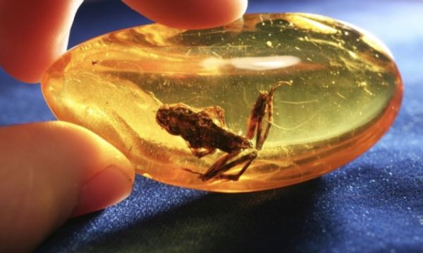 18 растений и животных, увековеченных в янтаре