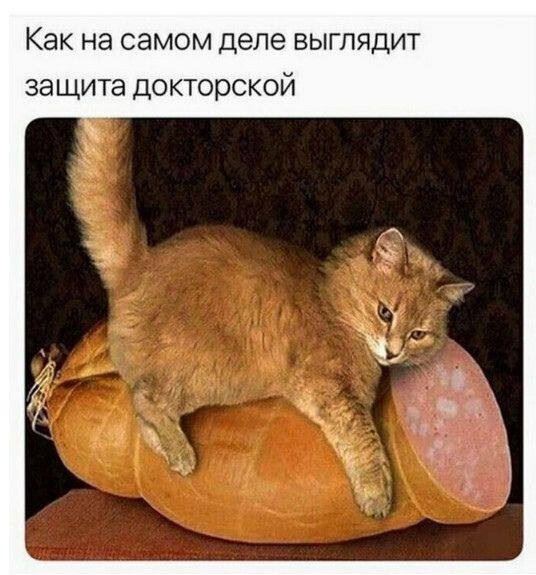 КотоМЕМЫ для хорошего настроения: «Слюни — это слёзы рта…» (22 шт)