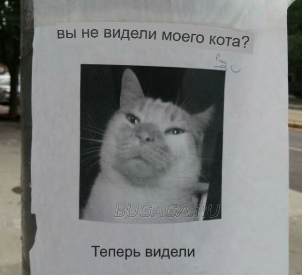 Прикольные КОТОмемы (16 фото)