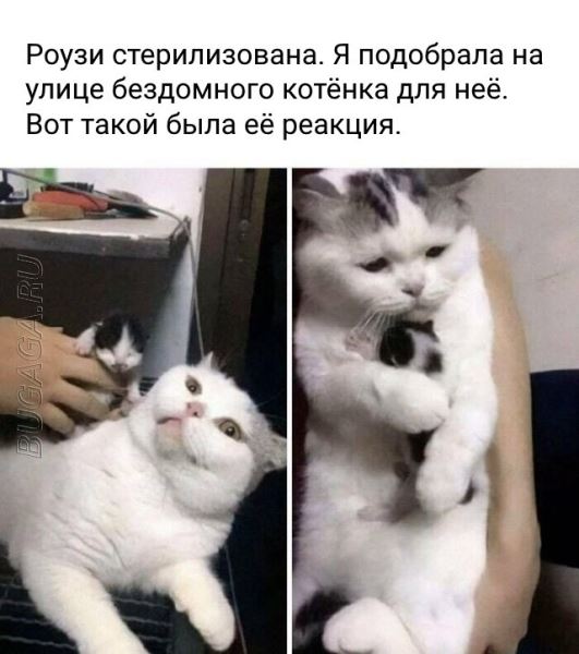 Прикольные картинки и мемы для любителей кошек (15 шт)