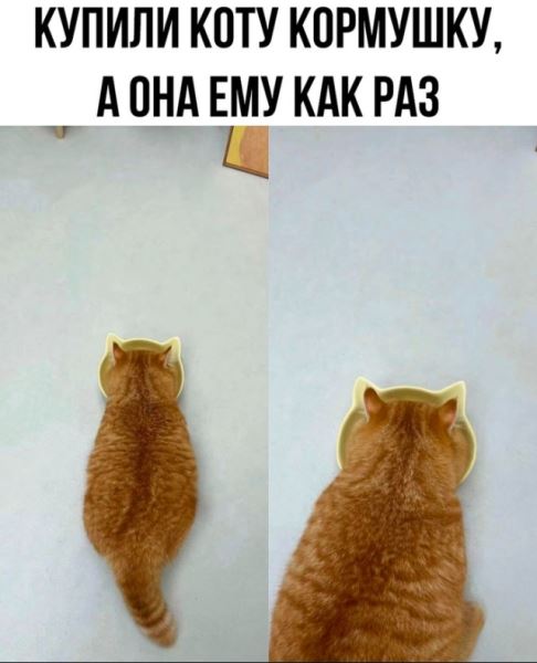 КотоМЕМЫ для хорошего настроения: «Слюни — это слёзы рта…» (22 шт)