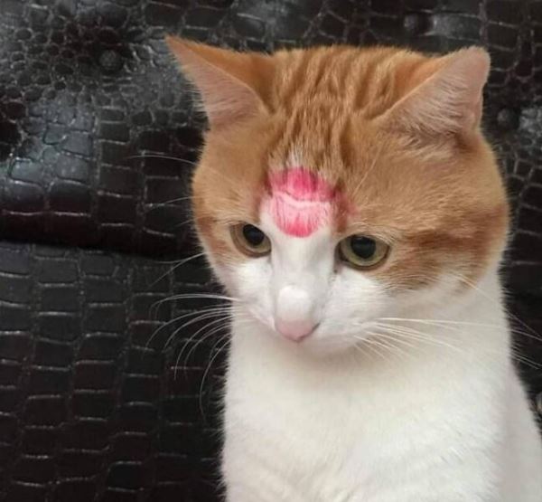 Прикольные КОТОмемы (16 фото)