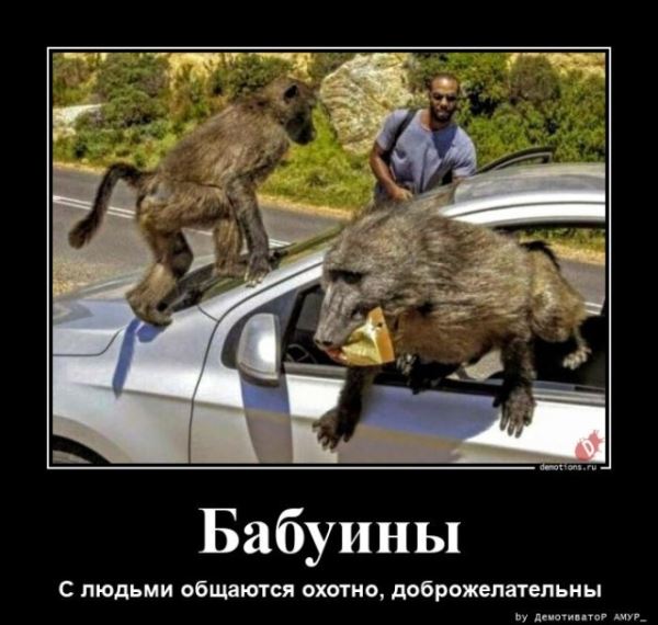 Демотиваторы в конце недели: «Фотография жены в бумажнике…» (18 шт)
