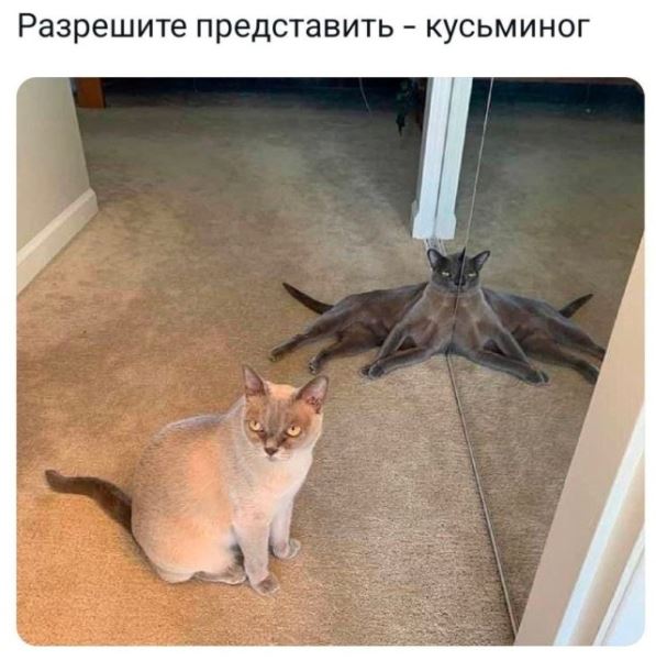 Прикольные мемы: «Когда в групповом чате был какой-то замес, пока ты спал» (20 фото)