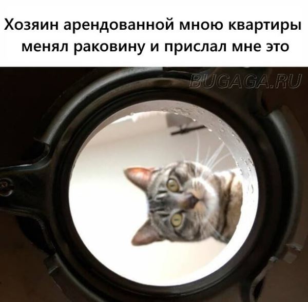 Прикольные КОТОмемы (16 фото)