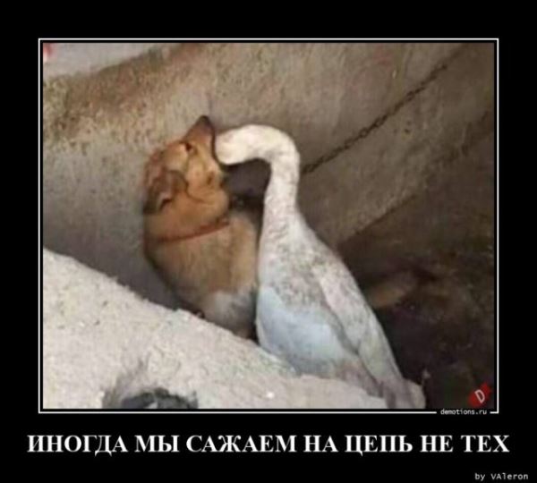 Свежий сборник прикольных демотиваторов: «С добрым утром!» (16 шт)