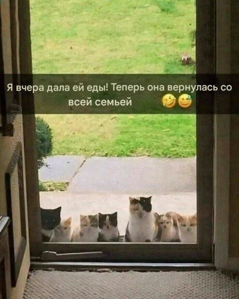 Прикольные картинки и мемы для любителей кошек (15 шт)