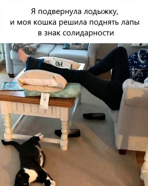 Прикольные КОТОмемы (16 фото)