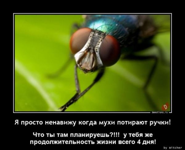 Демотиваторы для всех: «Идеальный кондуктор…» (16 фото)