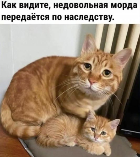 КотоМЕМЫ для хорошего настроения: «Слюни — это слёзы рта…» (22 шт)