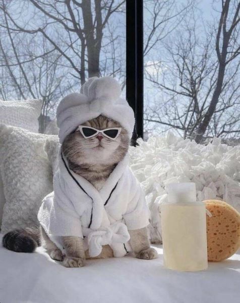 Прикольные картинки и мемы с кошками (42 шт)