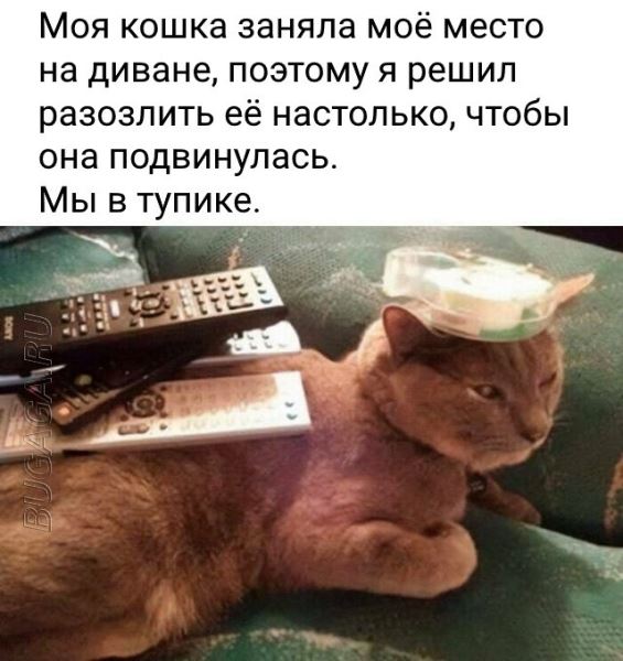 Прикольные картинки и мемы для любителей кошек (15 шт)