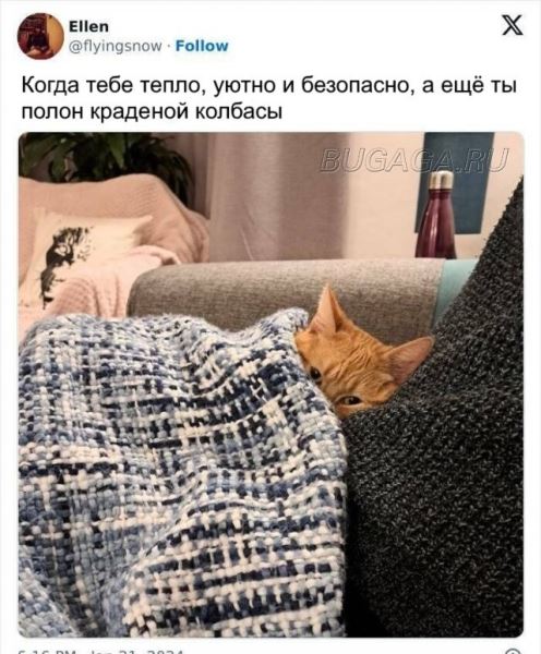 Прикольные КОТОмемы (16 фото)