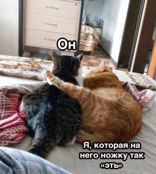 КотоМЕМЫ для хорошего настроения: «Слюни — это слёзы рта…» (22 шт)