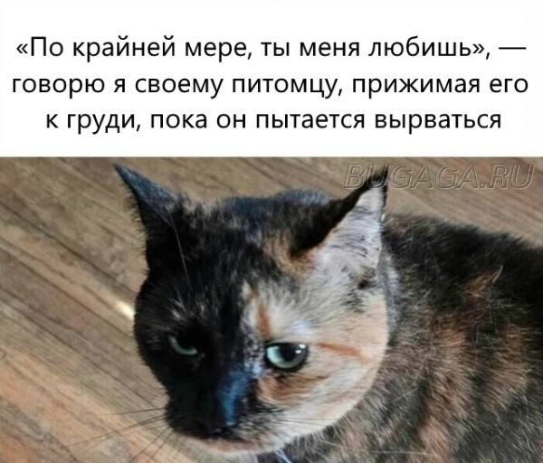 Прикольные КОТОмемы (16 фото)